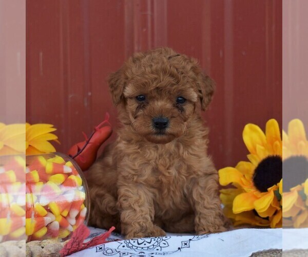 Medium Photo #5 Poodle (Miniature) Puppy For Sale in WOODWARD, PA, USA