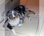 Small Photo #1 Australian Shepherd Puppy For Sale in CLERMONT, FL, USA