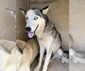 Siberian Husky Dogs for adoption in Oklahoma City, OK, USA