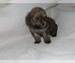 Small Photo #4 Poodle (Toy)-Yorkshire Terrier Mix Puppy For Sale in MOCKSVILLE, NC, USA