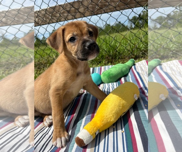 Medium Photo #3 Labrador Retriever-Unknown Mix Puppy For Sale in Tarrytown, GA, USA