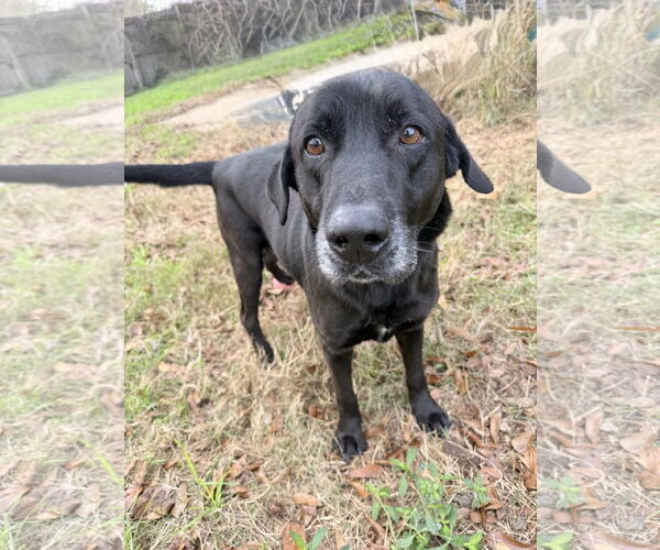 Medium Photo #2 Mutt Puppy For Sale in Jackson, MS, USA