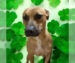 Small #10 American Staffordshire Terrier-Boxer Mix