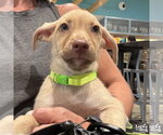 Small #2 Labrador Retriever Mix