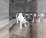 Small Photo #13 French Bulldog Puppy For Sale in CLINTON, IA, USA