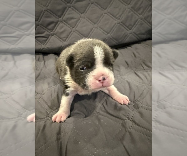 Medium Photo #2 Boston Terrier Puppy For Sale in FREDONIA, KS, USA