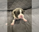 Small #1 Boston Terrier