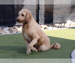 Small #7 Goldendoodle