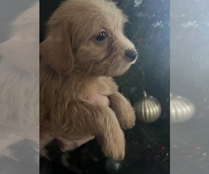 Chorkie-Poodle (Miniature) Mix Dog for Adoption in VENETA, Oregon USA