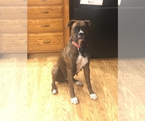 Medium Photo #1 Boxer Puppy For Sale in ARCHBOLD, OH, USA