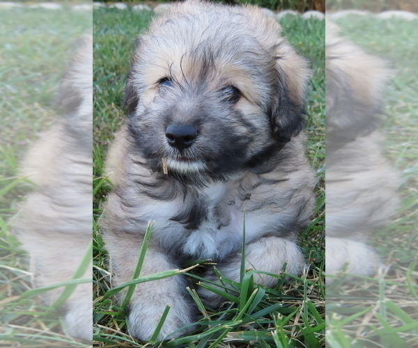Medium Photo #13 Pookimo Puppy For Sale in MEMPHIS, MO, USA