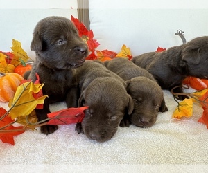 Labrador Retriever Puppy for sale in MORENO VALLEY, CA, USA