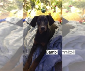 Doberman Pinscher Puppy for sale in POMEROY, OH, USA