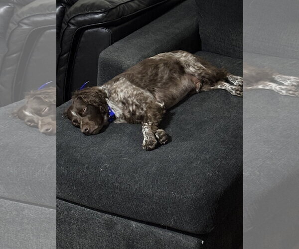 Medium Photo #5 Brittany Puppy For Sale in Curwensville, PA, USA