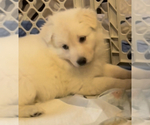 Small Photo #5 German Shepherd Dog Puppy For Sale in RUCKERSVILLE, VA, USA