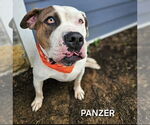 Small #1 Bullmastiff Mix