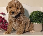 Small #2 Poodle (Miniature)