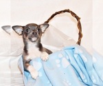 Puppy Eastwood Chihuahua