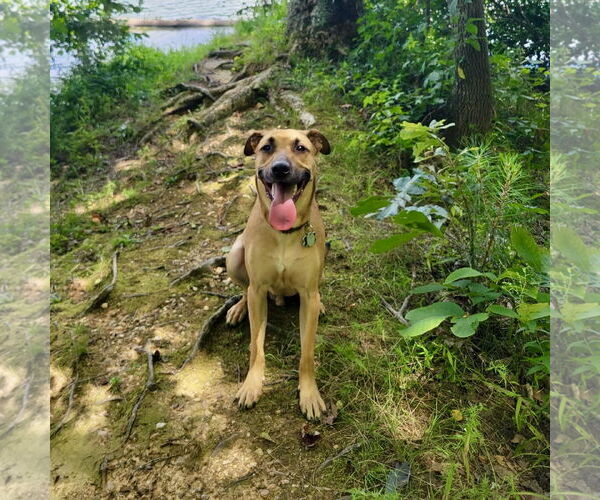Medium Photo #2 Labrador Retriever-Unknown Mix Puppy For Sale in Spring Lake, NC, USA