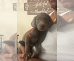 Puppy Orange Labrador Retriever