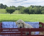 Small Photo #6 Golden Retriever Puppy For Sale in AUSTIN, KY, USA