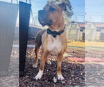 Small #5 Boxer-German Shepherd Dog Mix