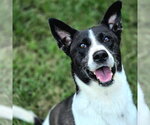 Small Photo #7 Basenji-Unknown Mix Puppy For Sale in Anniston, AL, USA