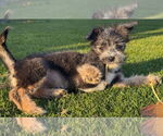 Small #4 Shih Tzu Mix