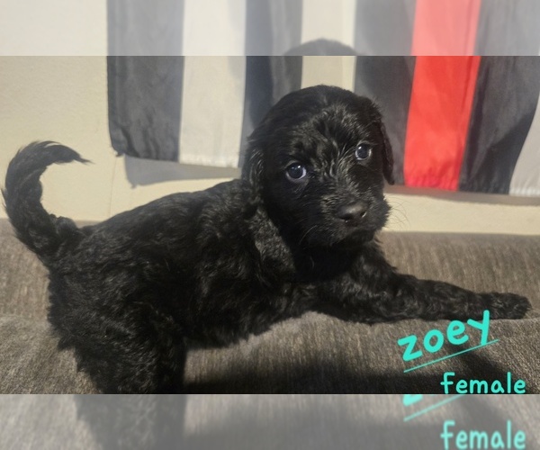 Medium Photo #8 Goldendoodle mix (+ Poodle Standard) Puppy For Sale in LA PINE, OR, USA