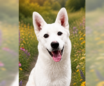 Small #3 German Shepherd Dog