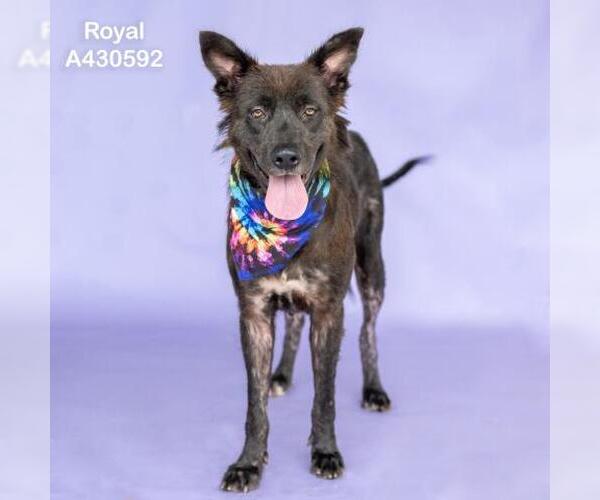 Medium Photo #2 German Shepherd Dog-Unknown Mix Puppy For Sale in Conroe, TX, USA