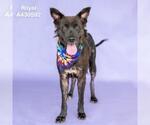 Small #1 German Shepherd Dog Mix