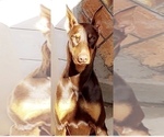 Small Photo #1 Doberman Pinscher Puppy For Sale in SANTA ANA, CA, USA