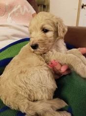 Goldendoodle Puppy for sale in HAINES CITY, FL, USA