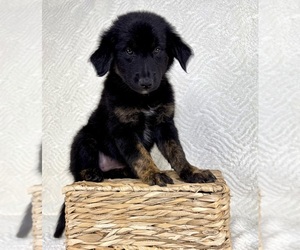 Golden Shepherd Puppy for sale in GREENFIELD, IN, USA