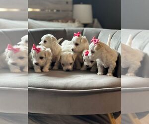 Maltese Puppy for sale in LAWRENCEVILLE, GA, USA