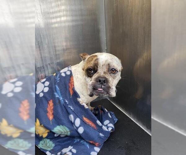 Medium Photo #1 Bulldog Puppy For Sale in San Antonio, TX, USA