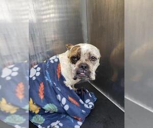 Bulldog Dogs for adoption in San Antonio, TX, USA