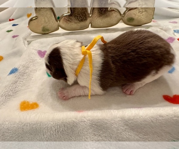 Medium Photo #18 Border Collie Puppy For Sale in MARYVILLE, TN, USA