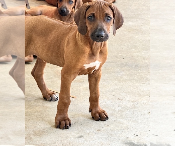 Medium Photo #33 Rhodesian Ridgeback Puppy For Sale in MADISON, GA, USA