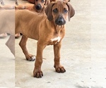 Small #32 Rhodesian Ridgeback