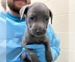 Small American Staffordshire Terrier Mix