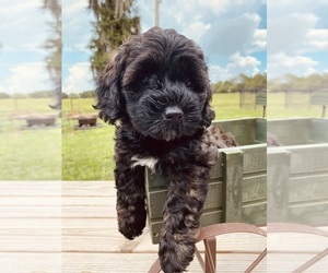 Poodle (Miniature)-Portuguese Water Dog Mix Puppy for Sale in ARCADIA, Florida USA