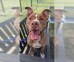 Small #1 Staffordshire Bull Terrier