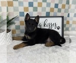 Small #1 German Shepherd Dog