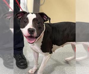 Mutt Dogs for adoption in Orange, CA, USA