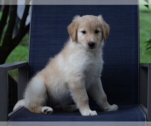 Gollie Puppy for sale in FREDERICKSBG, OH, USA