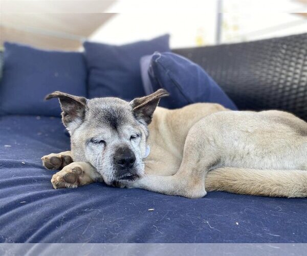 Medium Photo #4 Mutt Puppy For Sale in  Ramona, CA, USA