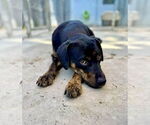 Small #5 Mutt