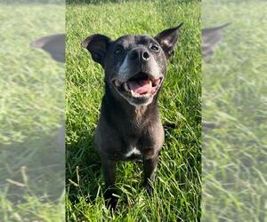 Labrador Retriever Dogs for adoption in Rosenberg, TX, USA